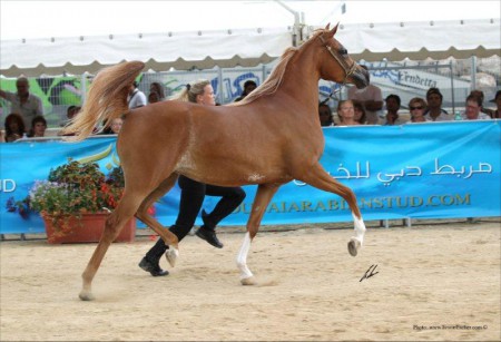 Scarlett OS - Int. A show Menton 2011
